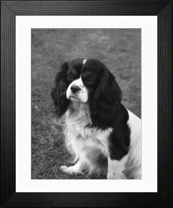 Framed Print : FALL / CAVALIER / 1967 Framed Print : FALL / CAVALIER / 1967