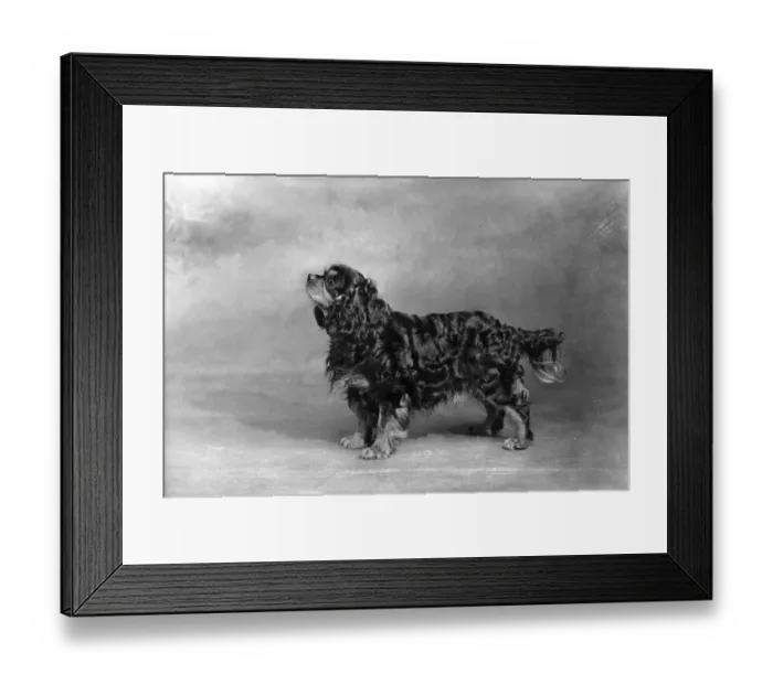 Framed Print : FALL / CAVALIER / 1948 Framed Print : FALL / CAVALIER / 1948
