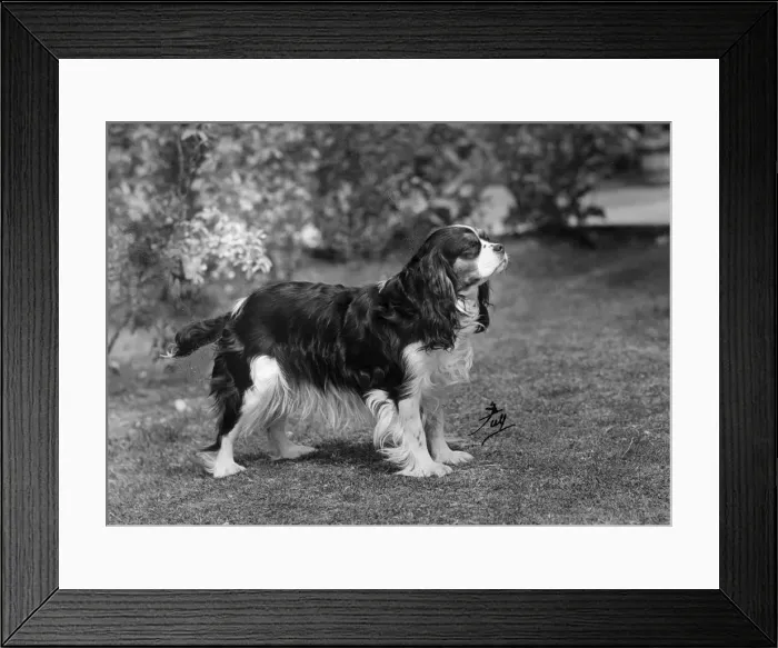 Framed Print : FALL / CAVALIER / 1951 Framed Print : FALL / CAVALIER / 1951