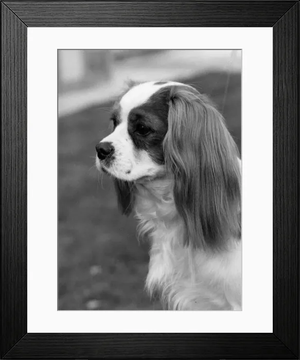 Framed Print : FALL / CAVALIER / 1969 Framed Print : FALL / CAVALIER / 1969
