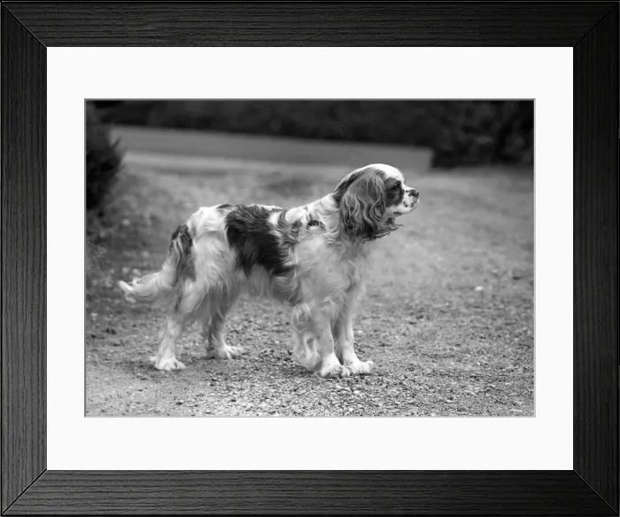 Framed Print : FALL  /  CAVALIER  /  1950
