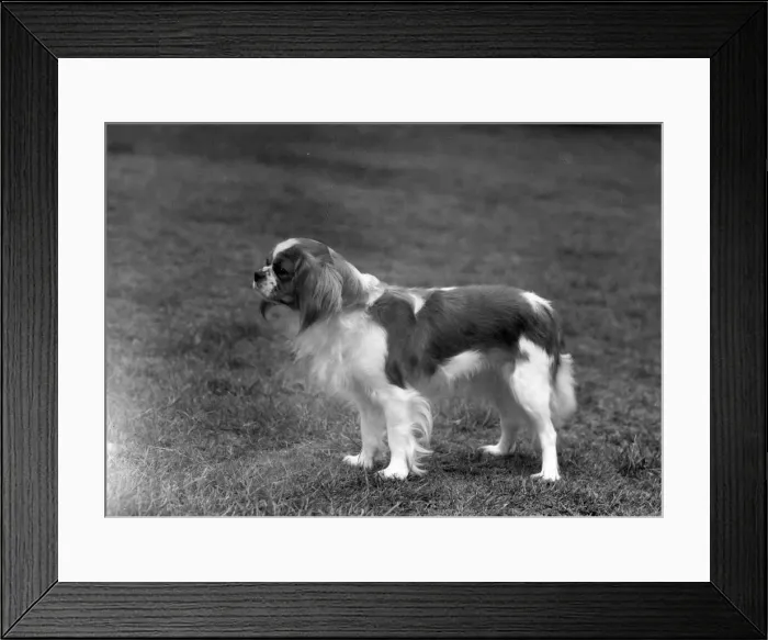 Framed Print : FALL / CAVALIER / 1960 Framed Print : FALL / CAVALIER / 1960