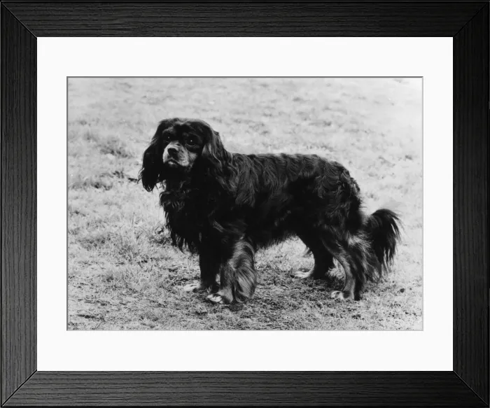Framed Print : FALL / CAVALIER / 1970 Framed Print : FALL / CAVALIER / 1970