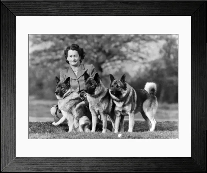 Framed Print : FALL / ELKHOUND & OWNER FALL / ELKHOUND & OWNER Framed Print : FALL / ELKHOUND & OWNER FALL / ELKHOUND & OWNER