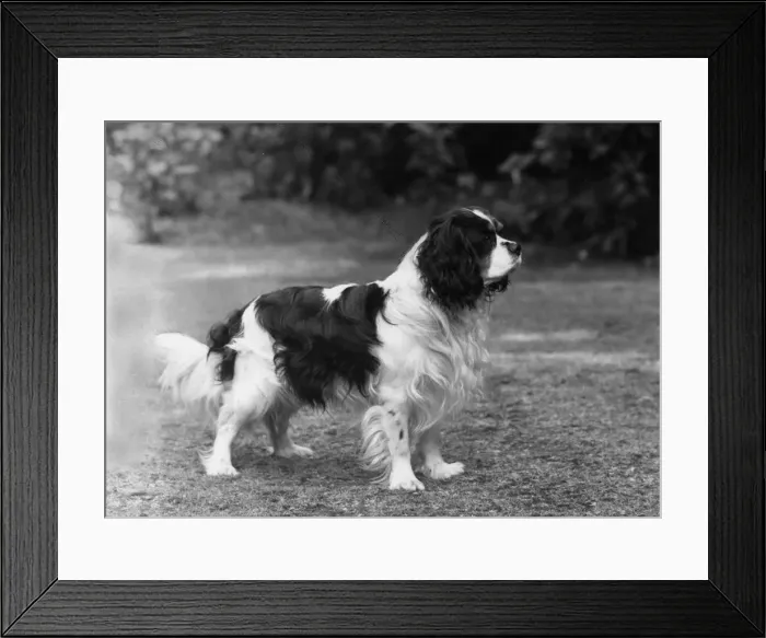 Framed Print : FALL / CAVALIER / 1961 Framed Print : FALL / CAVALIER / 1961