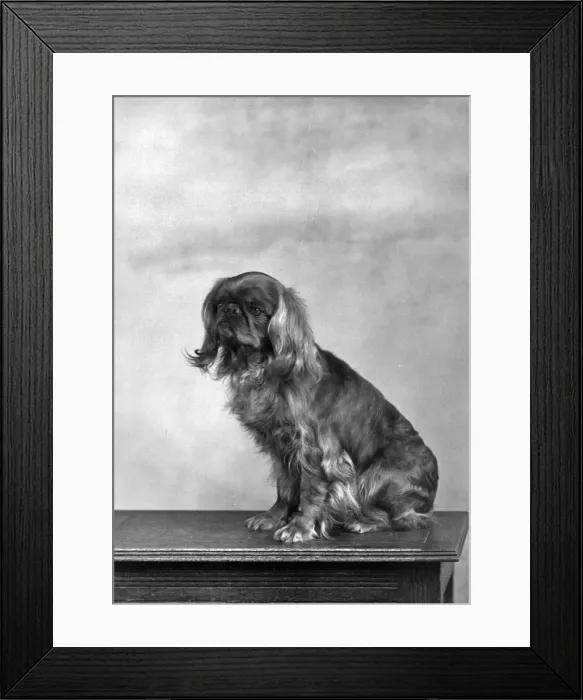 Framed Print : FALL / KING CHARLES / 1952 Framed Print : FALL / KING CHARLES / 1952