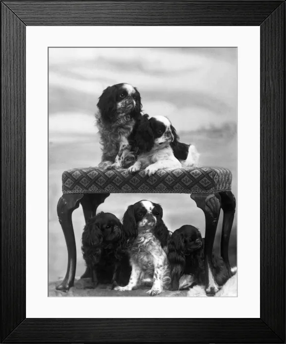 Framed Print : FALL  /  KING CHARLES  /  1937