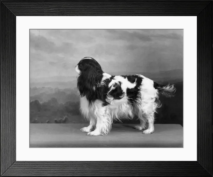 Framed Print : FALL / KING CHARLES / 1957 Framed Print : FALL / KING CHARLES / 1957