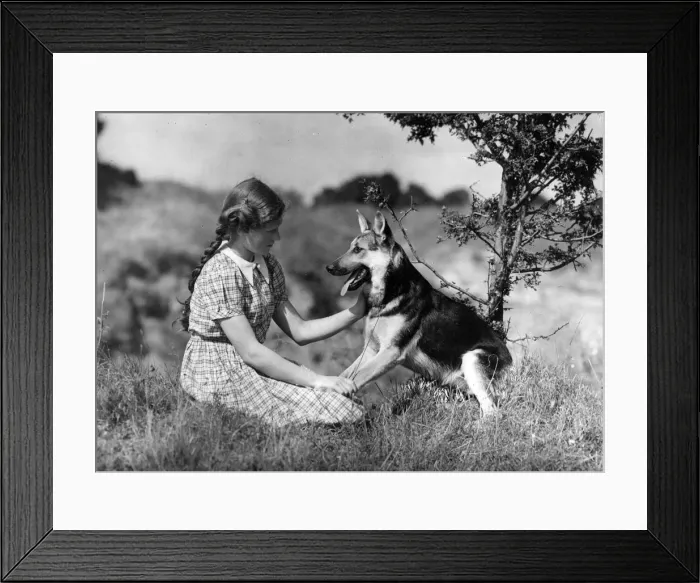Framed Print : FALL / ALSATIAN & OWNER FALL / ALSATIAN & OWNER Framed Print : FALL / ALSATIAN & OWNER FALL / ALSATIAN & OWNER