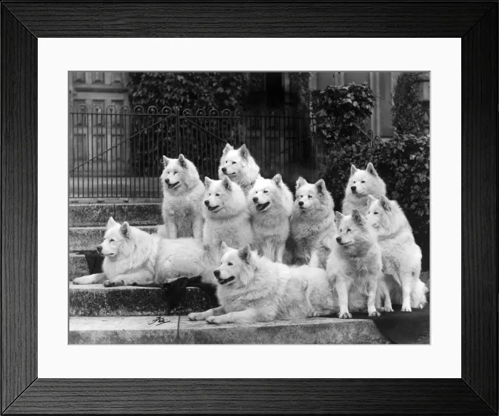Framed Print : FALL / SAMOYEDS / 1935 Framed Print : FALL / SAMOYEDS / 1935