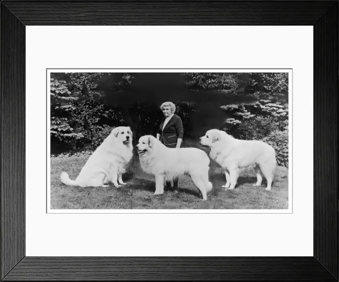 Framed Print : FALL / PYRENEAN MOUNTAIN Framed Print : FALL / PYRENEAN MOUNTAIN