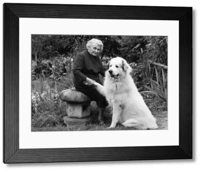 Framed Print : FALL / PYRENEAN MOUNTAIN Framed Print : FALL / PYRENEAN MOUNTAIN