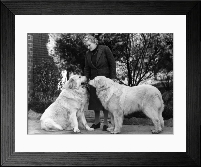 Framed Print : FALL / PYRENEAN MOUNTAIN Framed Print : FALL / PYRENEAN MOUNTAIN