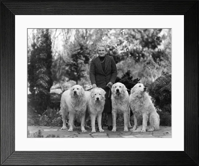 Framed Print : FALL / PYRENEAN MOUNTAIN Framed Print : FALL / PYRENEAN MOUNTAIN