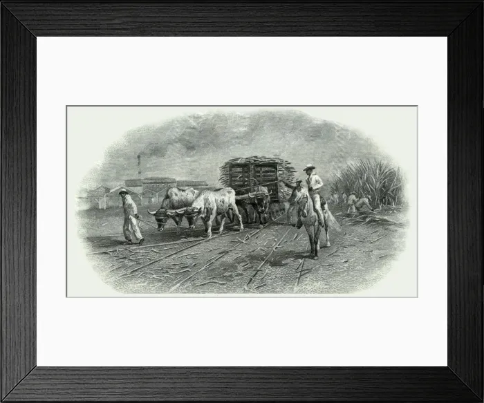 Framed Print : CUBAN SUGAR CANE 1922 Framed Print : CUBAN SUGAR CANE 1922