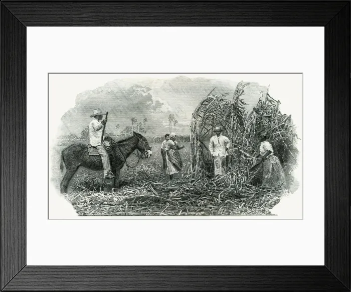 Framed Print : CUTTING CUBAN SUGAR CANE Framed Print : CUTTING CUBAN SUGAR CANE