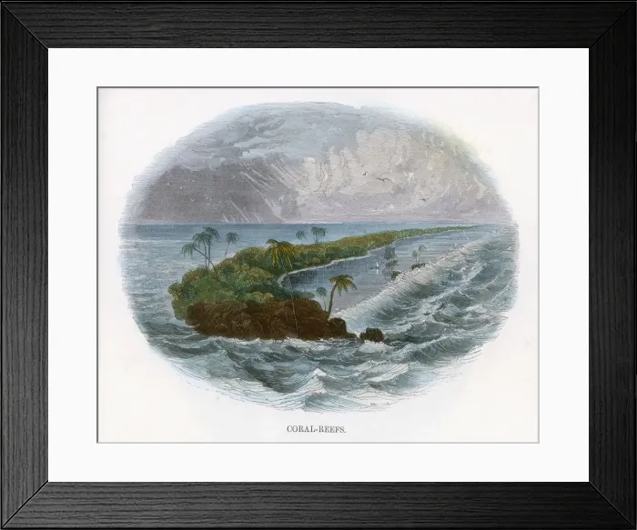 Framed Print : CORAL REEF / J. W. WHIMPER Framed Print : CORAL REEF / J. W. WHIMPER