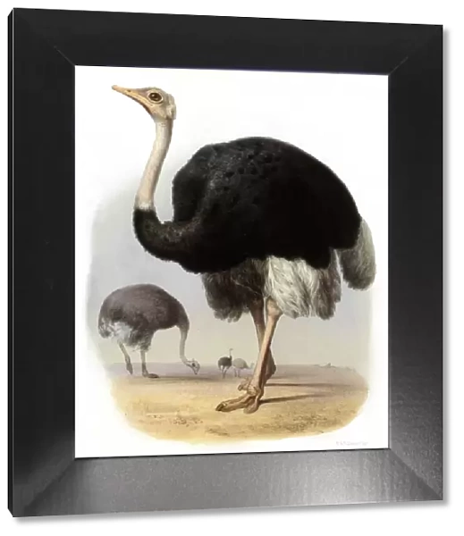 OSTRICH. STRUTHIO CAMELUS A male ostrich. Date: 1862