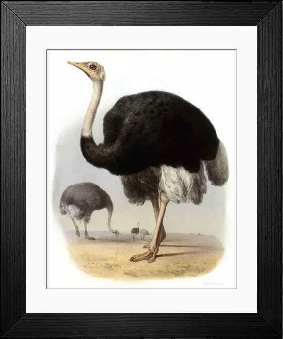 Framed Print : OSTRICH. STRUTHIO CAMELUS A male ostrich. Date: 1862 Framed Print : OSTRICH. STRUTHIO CAMELUS A male ostrich. Date: 1862
