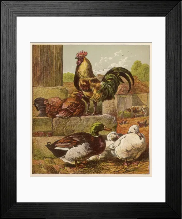 Framed Print : MIXED POULTRY Framed Print : MIXED POULTRY