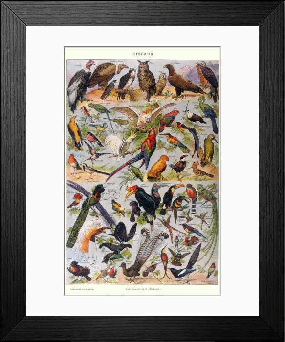 Framed Print : MIXED BIRDS Framed Print : MIXED BIRDS