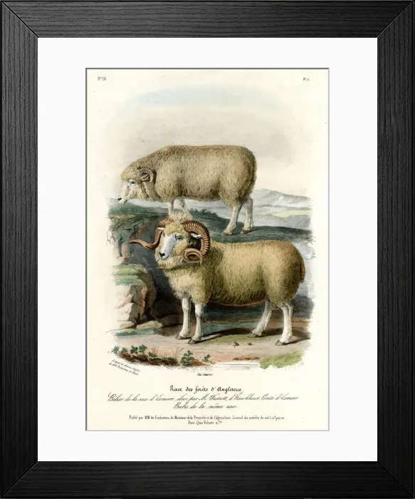 Framed Print : ENGLISH FOREST SHEEP Framed Print : ENGLISH FOREST SHEEP