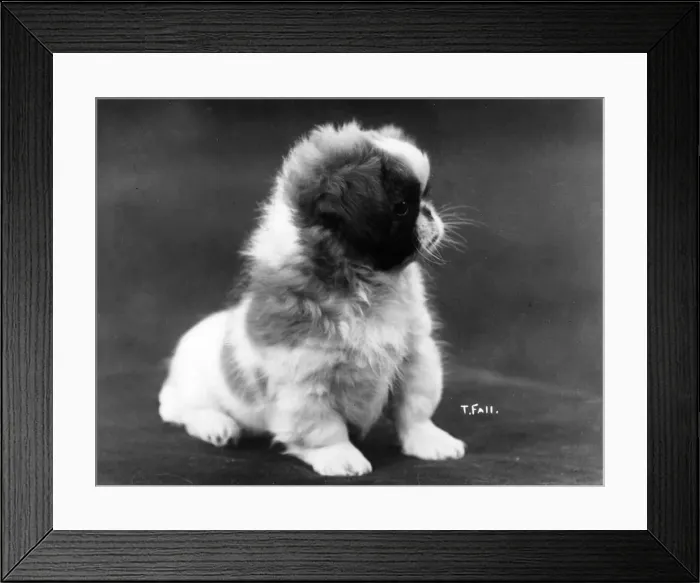 Framed Print : FALL / PEKINGESES / 1922 / 23 Framed Print : FALL / PEKINGESES / 1922 / 23