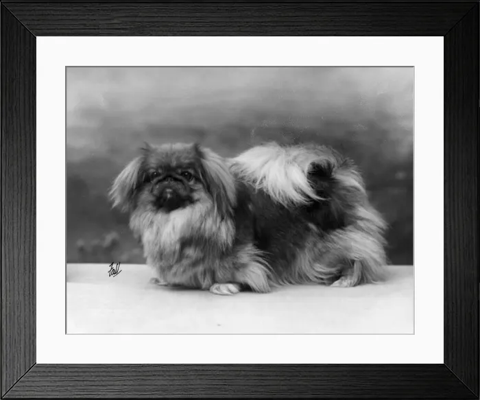 Framed Print : FALL / PEKINGESE / 1926 Framed Print : FALL / PEKINGESE / 1926