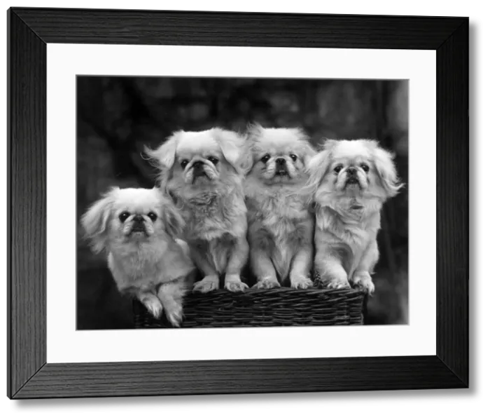 Framed Print : FALL / PEKINGESE Framed Print : FALL / PEKINGESE