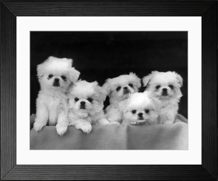 Framed Print : FALL / PEKINGESE / 1946 Framed Print : FALL / PEKINGESE / 1946