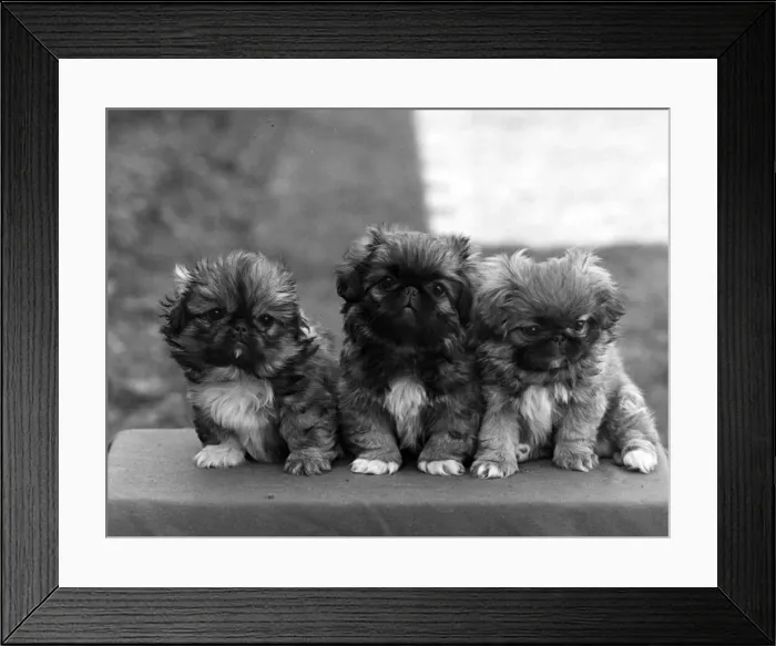 Framed Print : FALL  /  PEKINGESE  /  1948