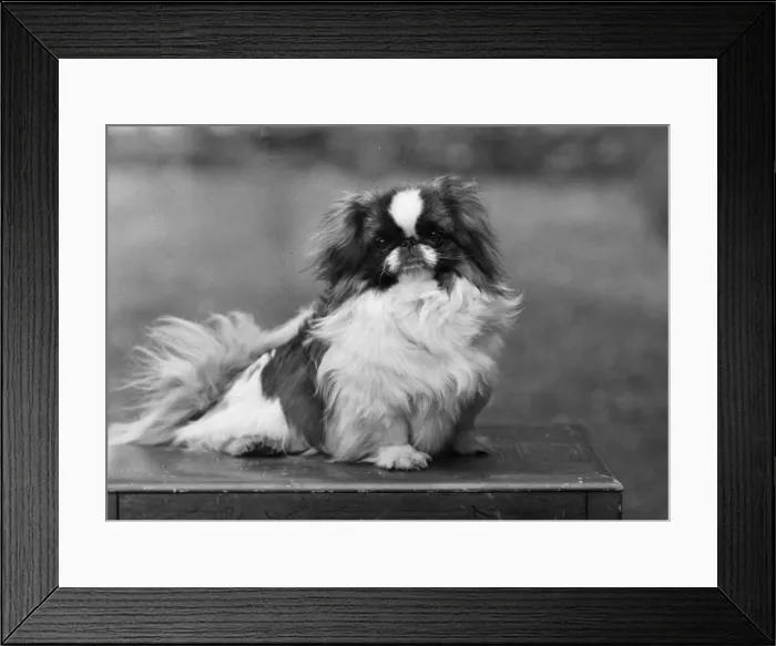 Framed Print : FALL / PEKINGESE / 1949 Framed Print : FALL / PEKINGESE / 1949