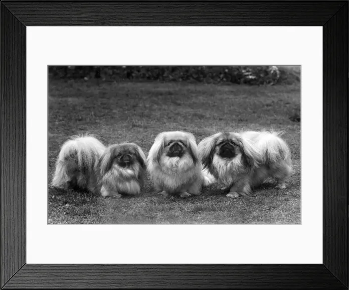 Framed Print : FALL / PEKINGESE / 1949 Framed Print : FALL / PEKINGESE / 1949
