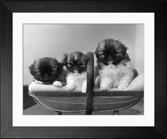 Framed Print : FALL / PEKINGESE / 1952 Framed Print : FALL / PEKINGESE / 1952