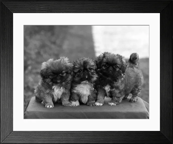 Framed Print : FALL / PEKINGESE / 1949 Framed Print : FALL / PEKINGESE / 1949