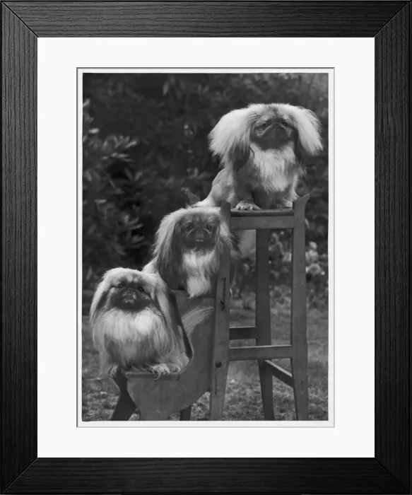 Framed Print : FALL / PEKINGESE / 1953 Framed Print : FALL / PEKINGESE / 1953