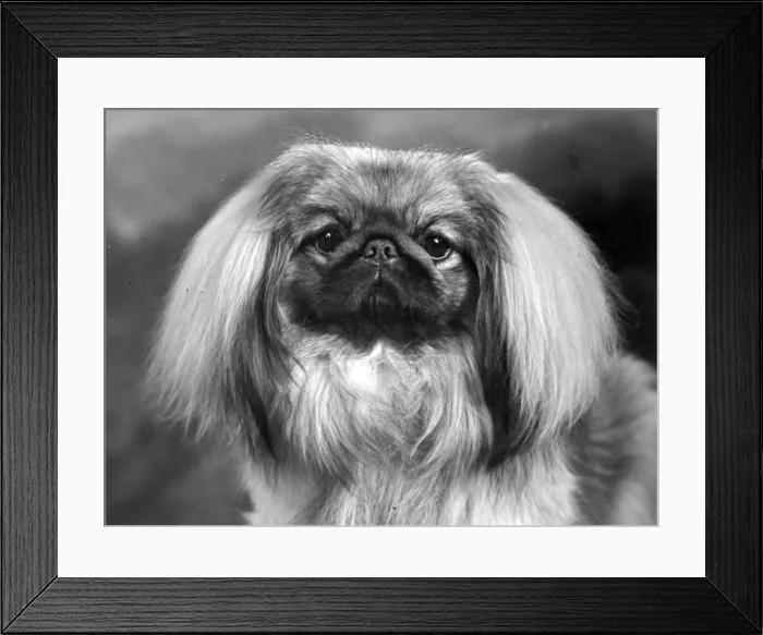 Framed Print : FALL / PEKINGESE / 1955 Framed Print : FALL / PEKINGESE / 1955