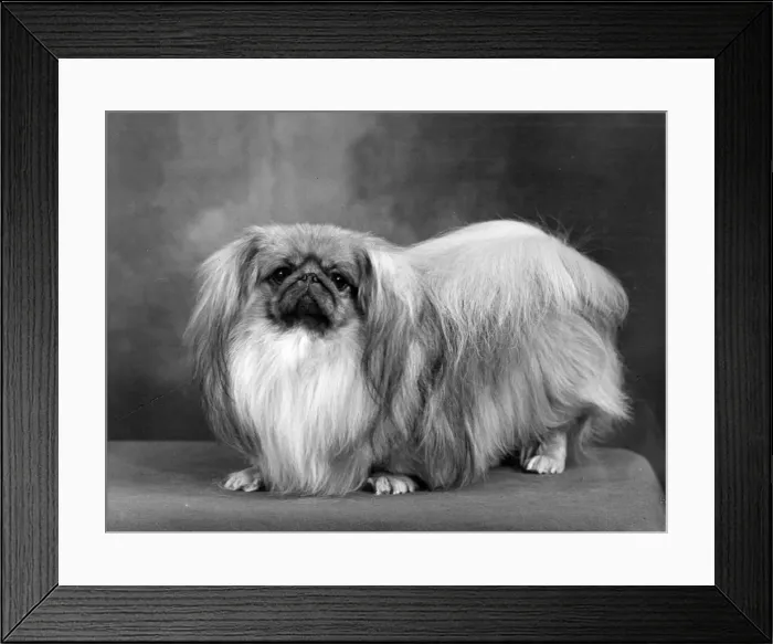 Framed Print : FALL / PEKINGESE / 1955 Framed Print : FALL / PEKINGESE / 1955