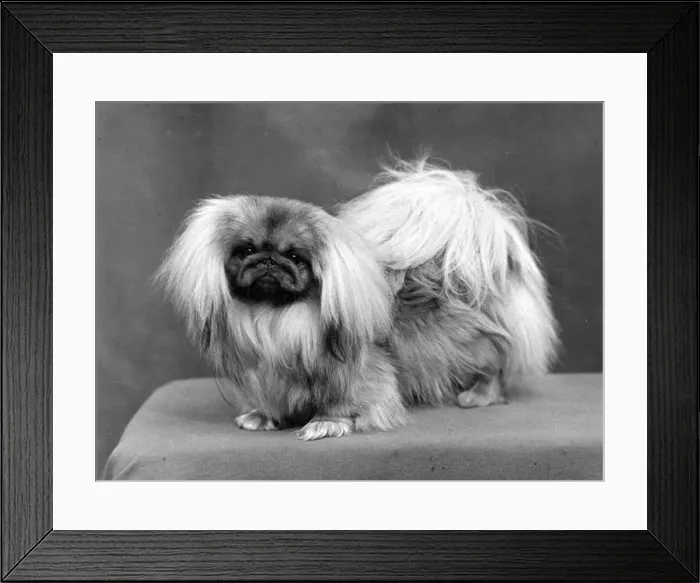 Framed Print : FALL / PEKINGESE / 1955 Framed Print : FALL / PEKINGESE / 1955