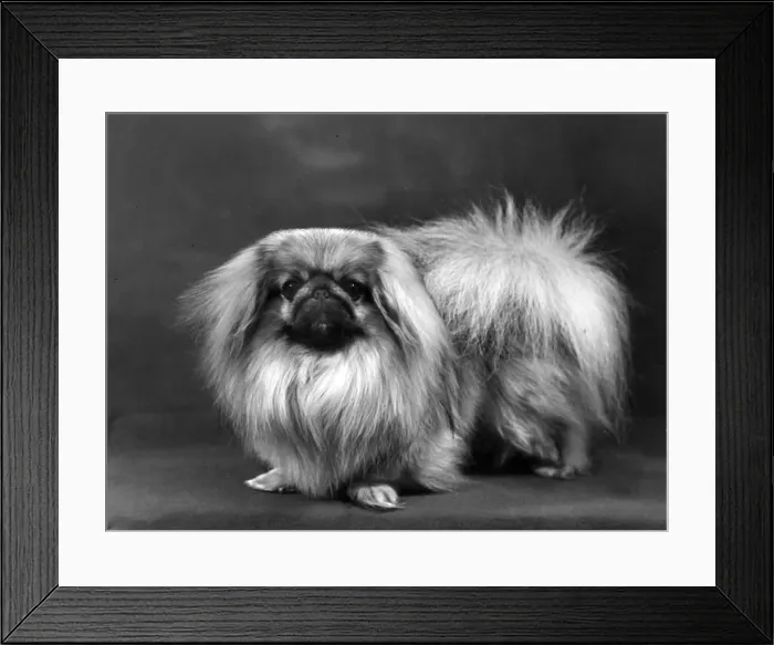 Framed Print : FALL / PEKINGESE / 1955 Framed Print : FALL / PEKINGESE / 1955