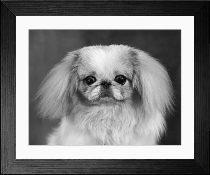 Framed Print : FALL / PEKINGESE / 1955 Framed Print : FALL / PEKINGESE / 1955