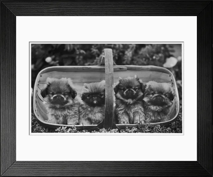 Framed Print : FALL / PEKINGESE / 1955 Framed Print : FALL / PEKINGESE / 1955