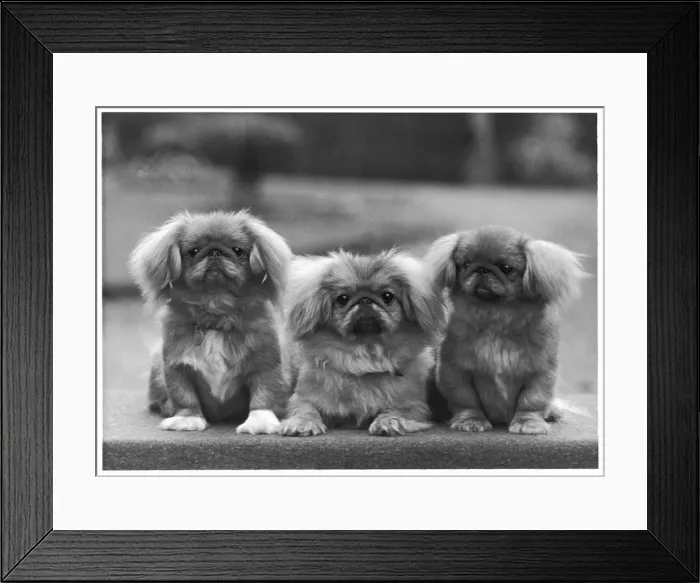 Framed Print : FALL / PEKINGESE / 1957 Framed Print : FALL / PEKINGESE / 1957