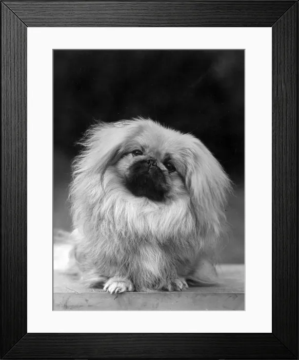 Framed Print : FALL / PEKINGESE / 1955 Framed Print : FALL / PEKINGESE / 1955