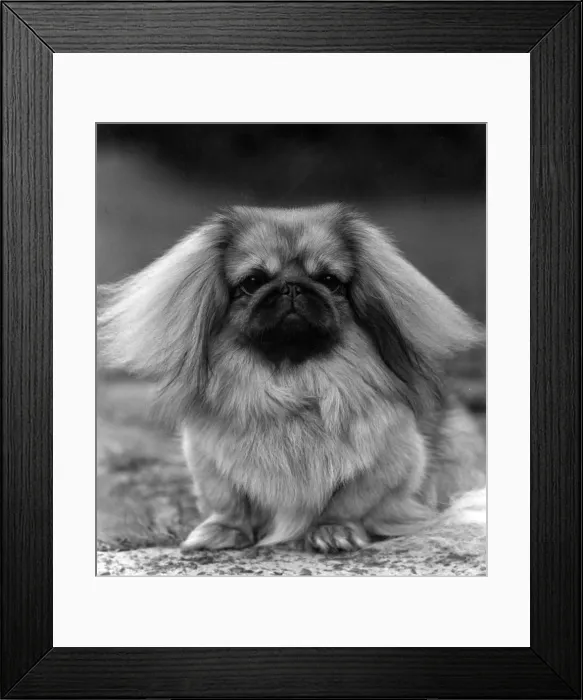 Framed Print : FALL / PEKINGESE / 1957 Framed Print : FALL / PEKINGESE / 1957