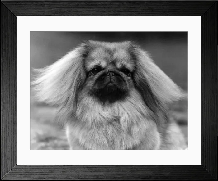 Framed Print : FALL / PEKINGESE / 1957 Framed Print : FALL / PEKINGESE / 1957