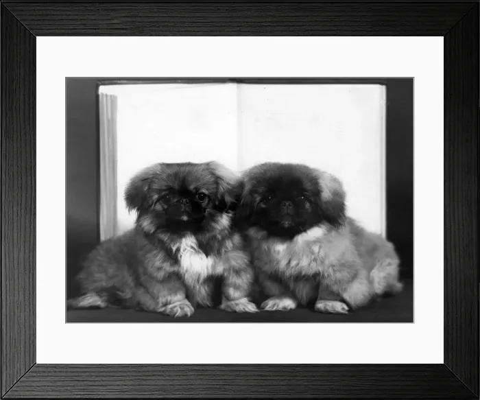 Framed Print : FALL  /  PEKINGESE  /  1959
