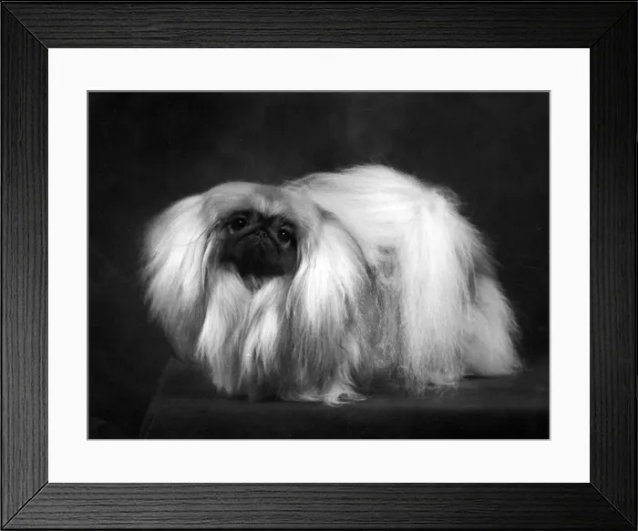 Framed Print : FALL / PEKINGESE / 1959 Framed Print : FALL / PEKINGESE / 1959