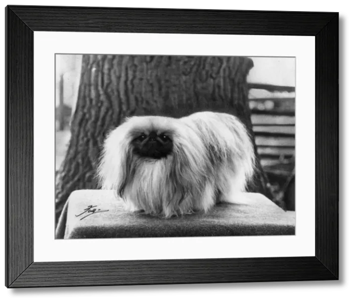 Framed Print : FALL / PEKINGESE / 1966 Framed Print : FALL / PEKINGESE / 1966