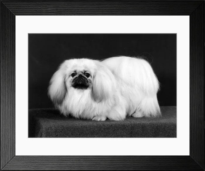 Framed Print : FALL / PEKINGESE / 1988 Framed Print : FALL / PEKINGESE / 1988